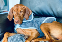 Henry Wag Microfibre Drying Coat